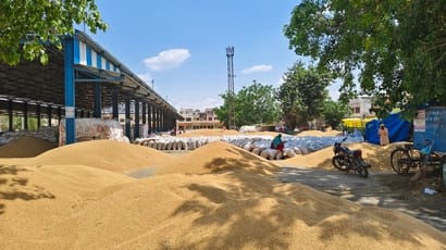Procurement slows despite arrival of 75,135 MT of wheat in mandis
