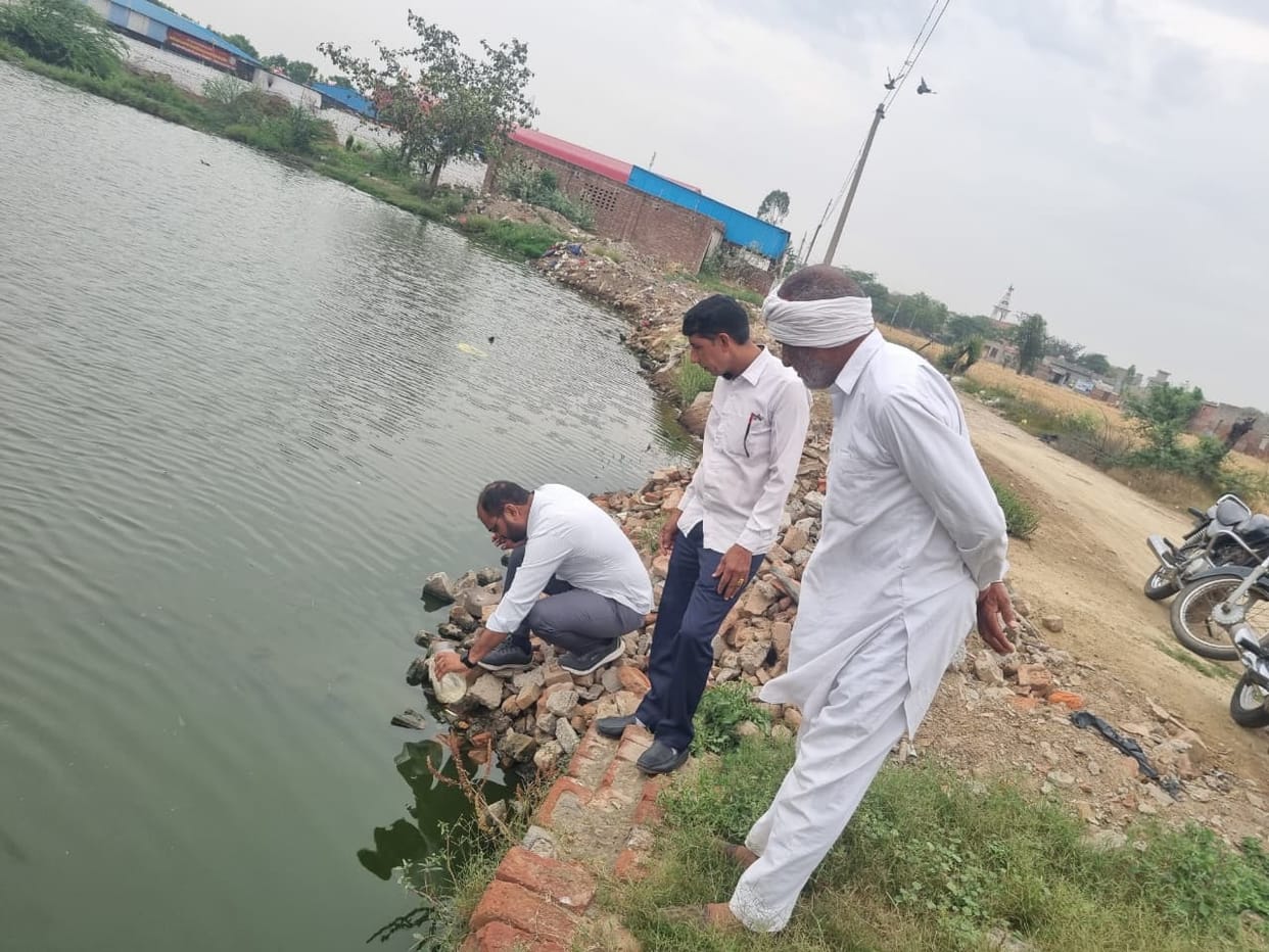 Gambusia fish released in ponds to prevent malaria and dengue