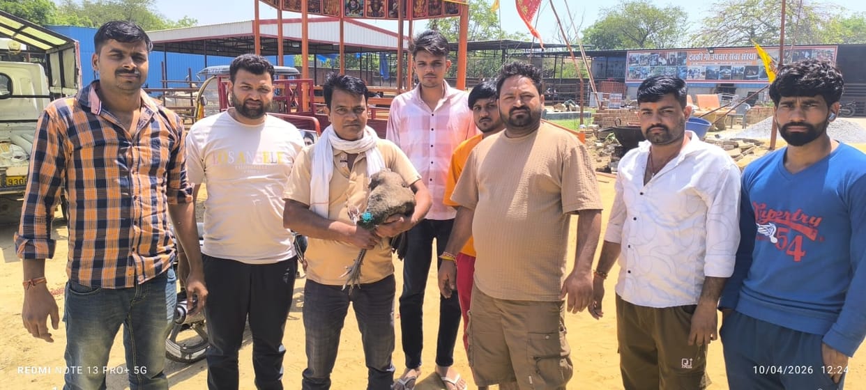 Injured peacock rescued, life saved in time