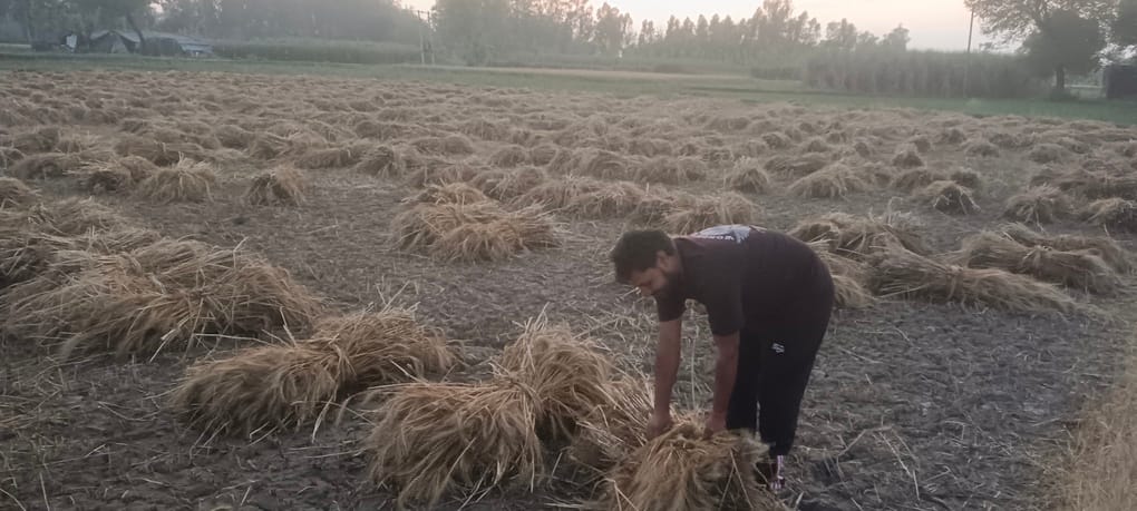 Unseasonal rain: Harvesting halted, crops fell in the fields
