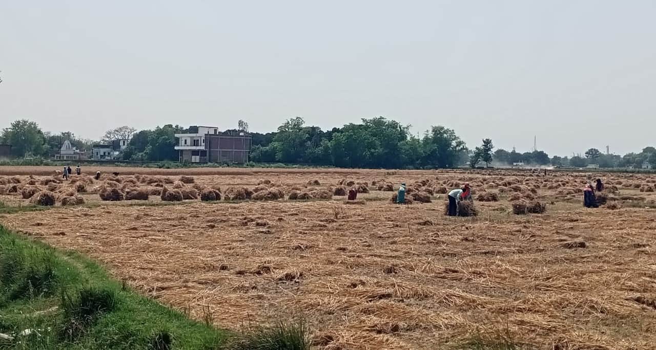 ज्ञानपुर के पास गेहूँ की फसल बांधते किसान। संवाद