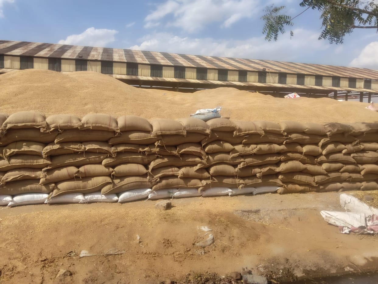 After improvement in weather, wheat procurement gained momentum in Rewari and Kosli Mandi