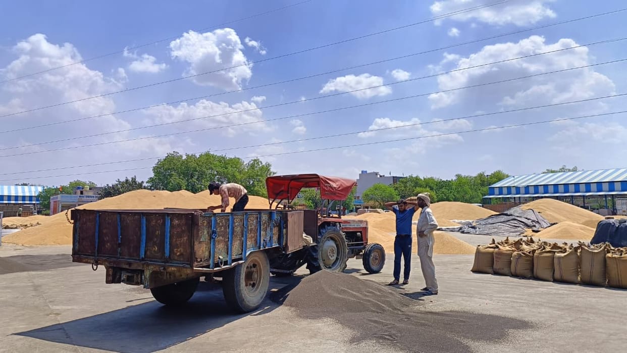 Arrival of mustard and wheat in the district has picked up pace, with the government purchasing 206 quintals of mustard in Jhojhu Kalan