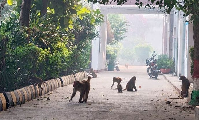 City residents will get relief from monkeys and dogs.