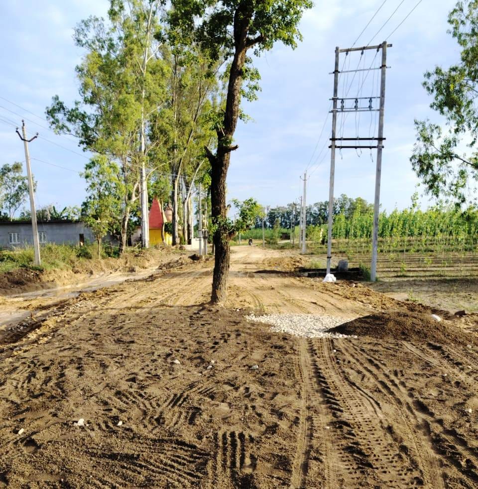 Trees in the middle of the road, yet construction