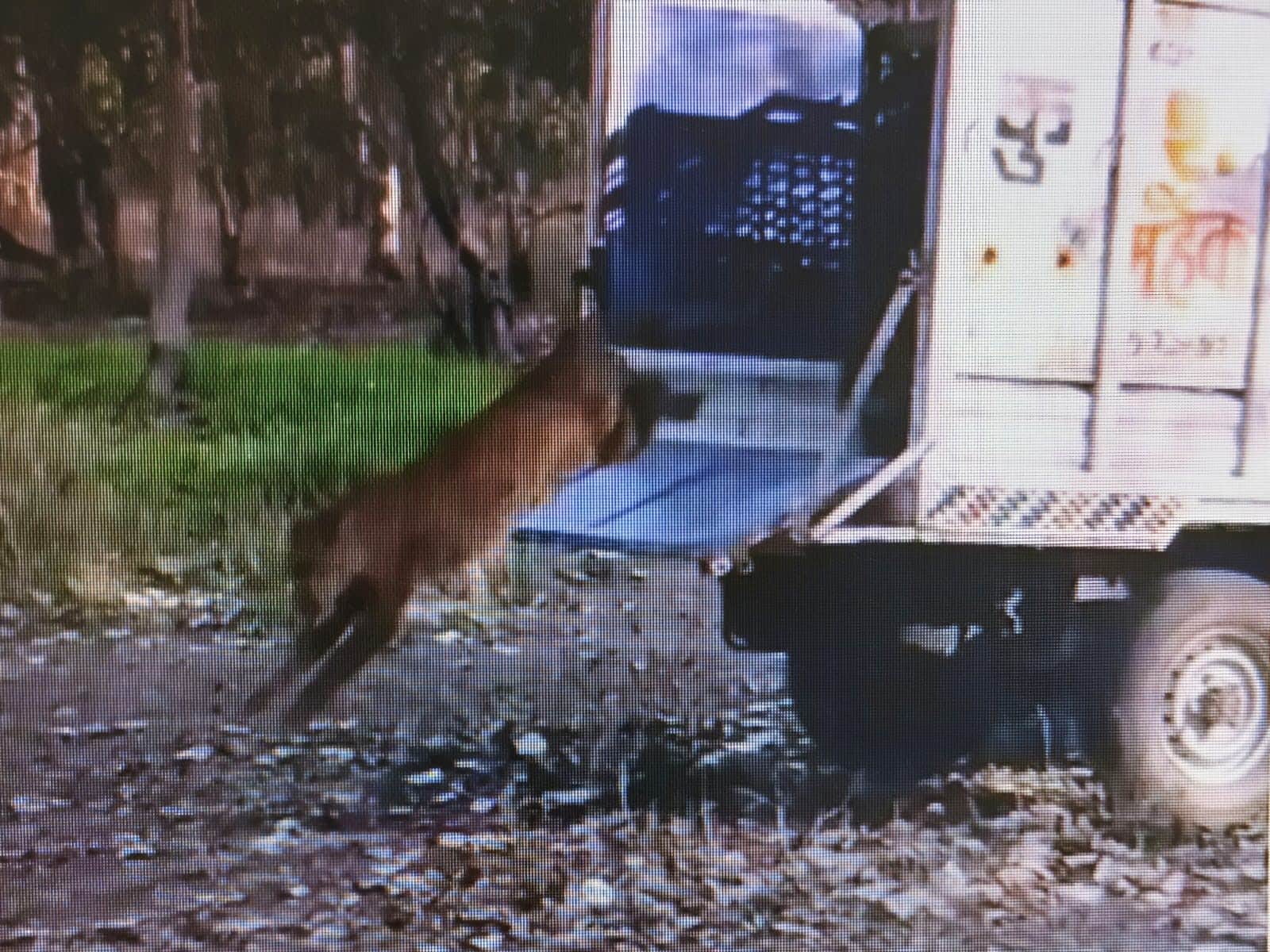 फोटो 10 सीकेटीपी-26-टाइगर रिजर्व में पिकअप से बाहर निकलता तेंदुआ। संवाद