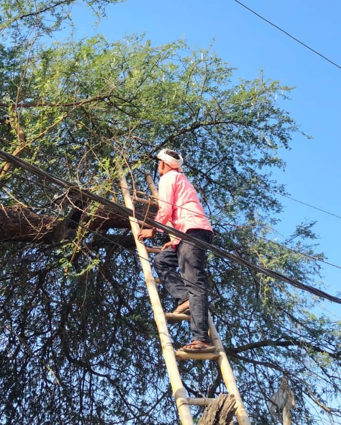 फोटो-15- कलेक्ट्रेट के पास पेड़ की टहनियों की कटाई करते विद्युत कर्मी। स्रोत विभाग