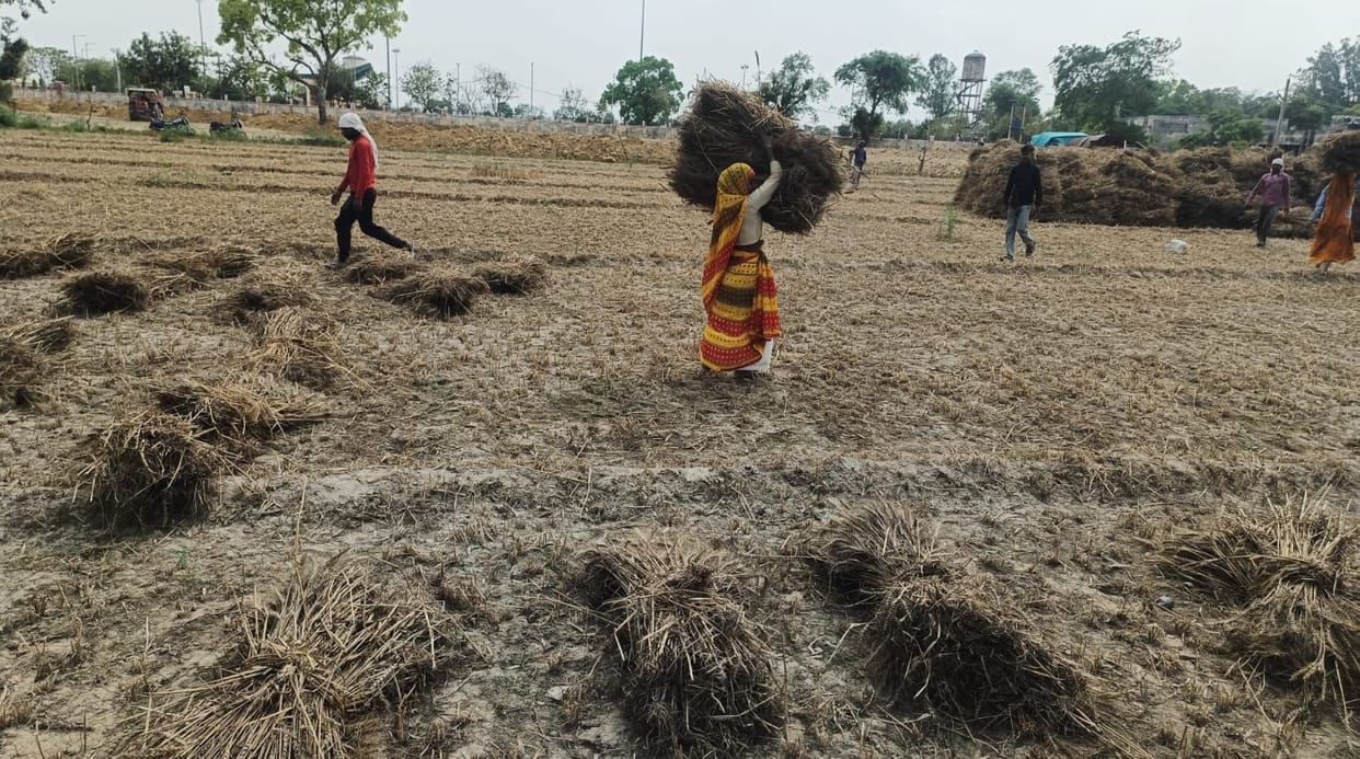Now the challenge is to save the quality of soaked wheat