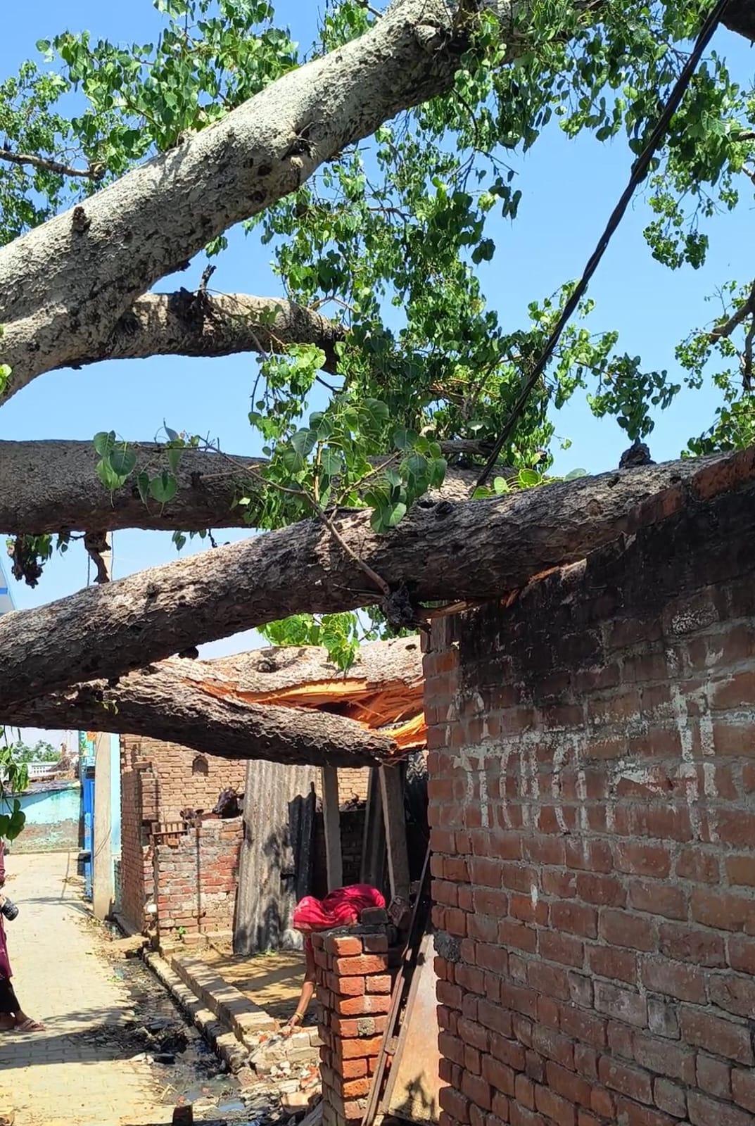Neither storm nor rain caused a green Peepal tree to fall, injuring two animals