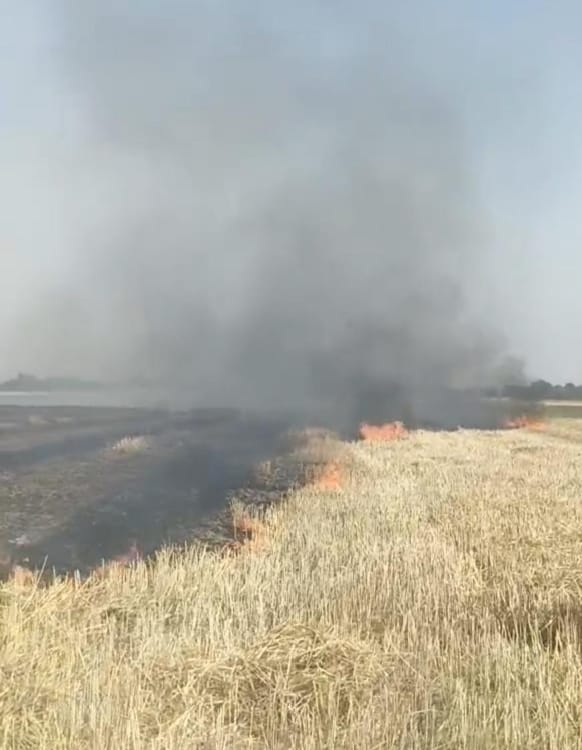 Four acres of wheat crop burnt to ashes due to fire