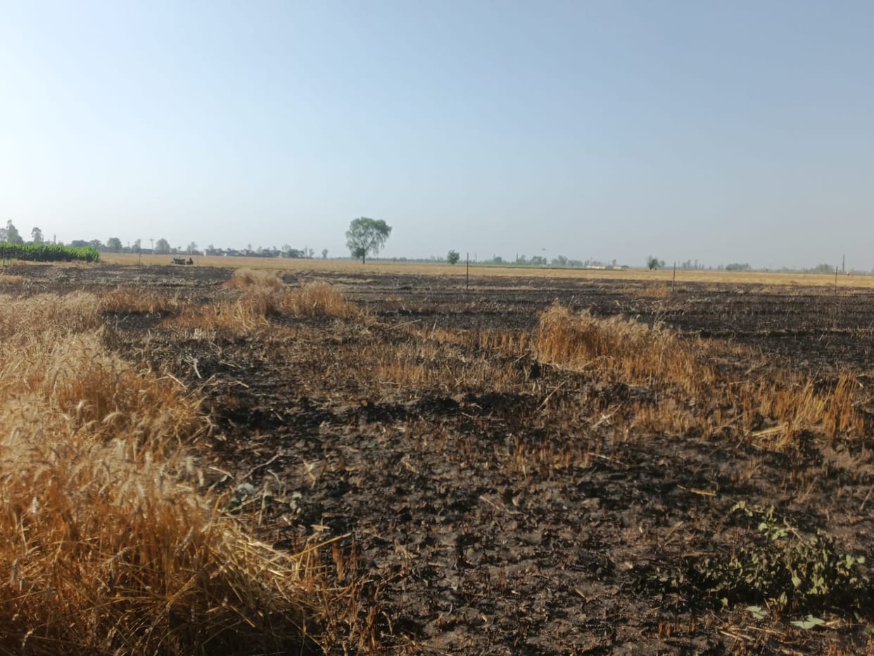 Wheat in 13 bigha fields of two farmers burnt to ashes due to fire