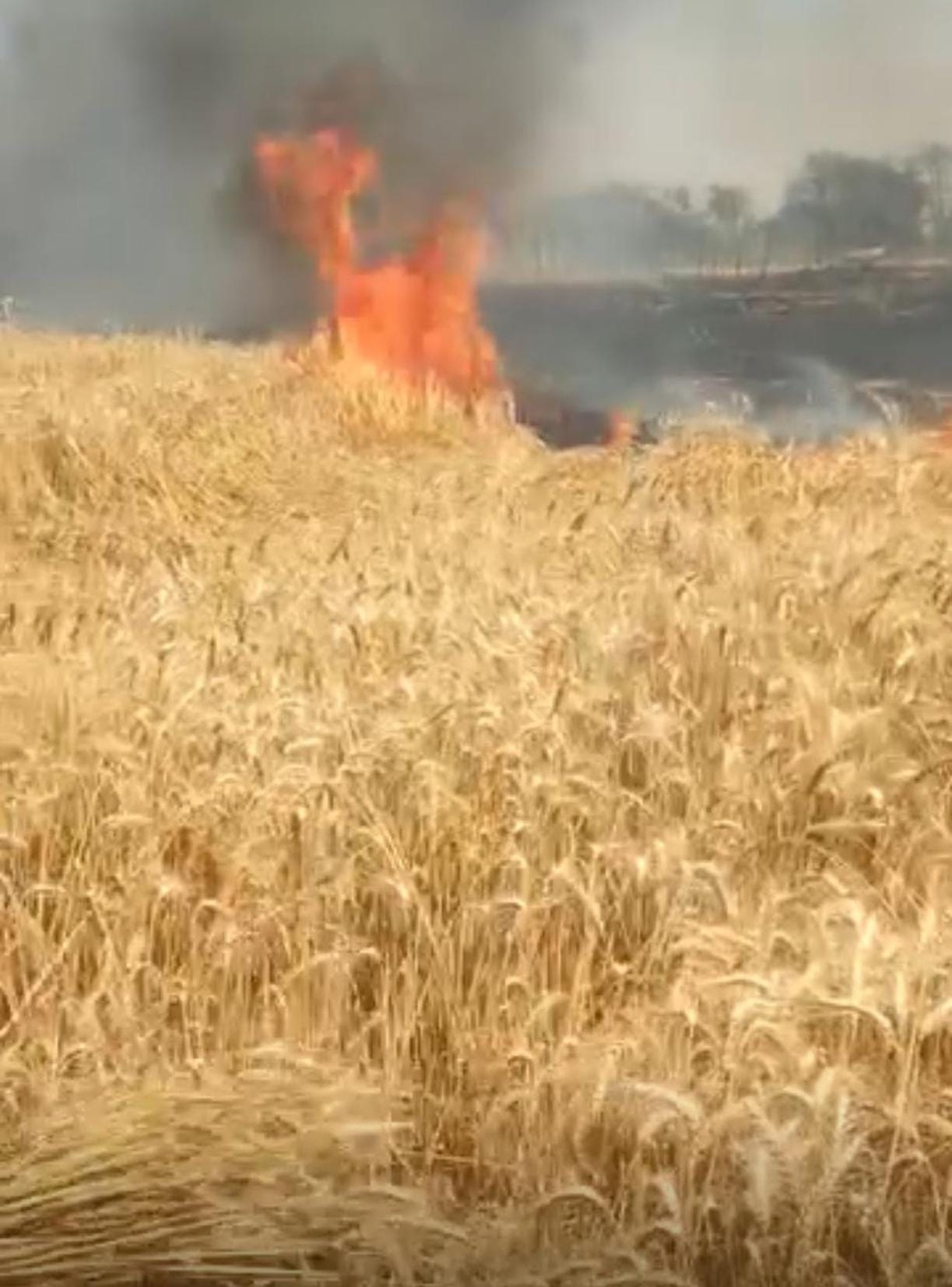 20 bigha wheat crop burnt to ashes due to fire