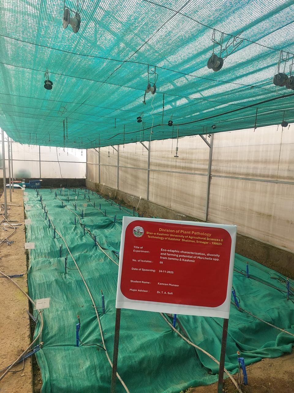 Srinagar News: स्कॉस्ट-कश्मीर के वैज्ञानिकों ने सबसे महंगी जंगली मशरूम गुच्छी की खेती की प्रक्रिया विकसित की