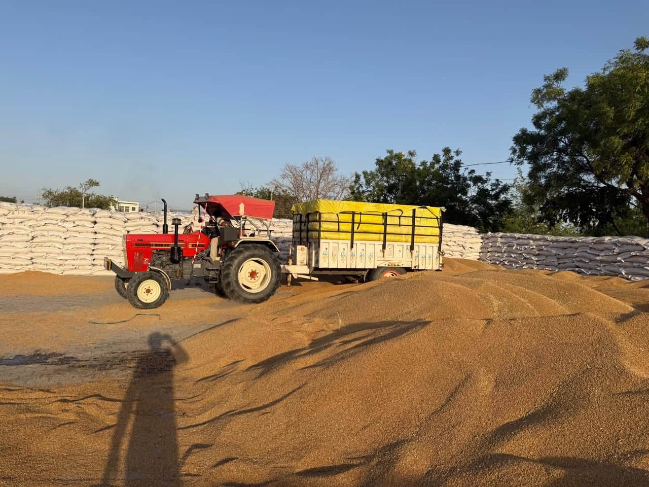 12जेएनडी18: जुलाना की अनाजमंडी में पड़ी गेहूं की फसल। संवाद