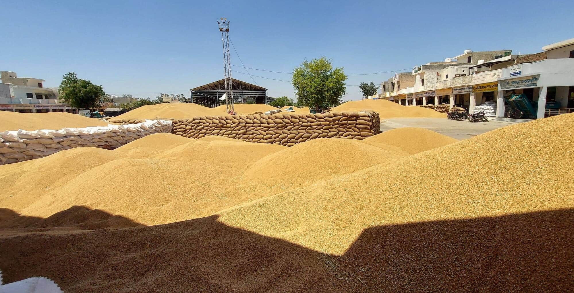 12जेएनडी28: नई अनाज मेला मंडी में लगे गेहूं के ढेर। संवाद।