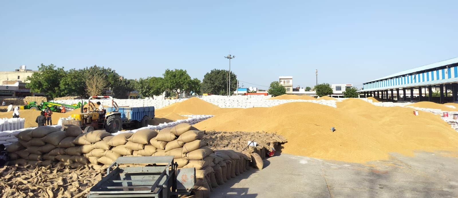 12जेएनडी29: शहर की अनाजमंडी में लगी गेहूं के ढेर। संवाद