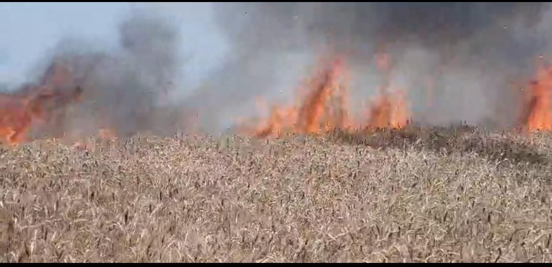 Fire broke out due to short circuit, eight bigha wheat crop burnt to ashes