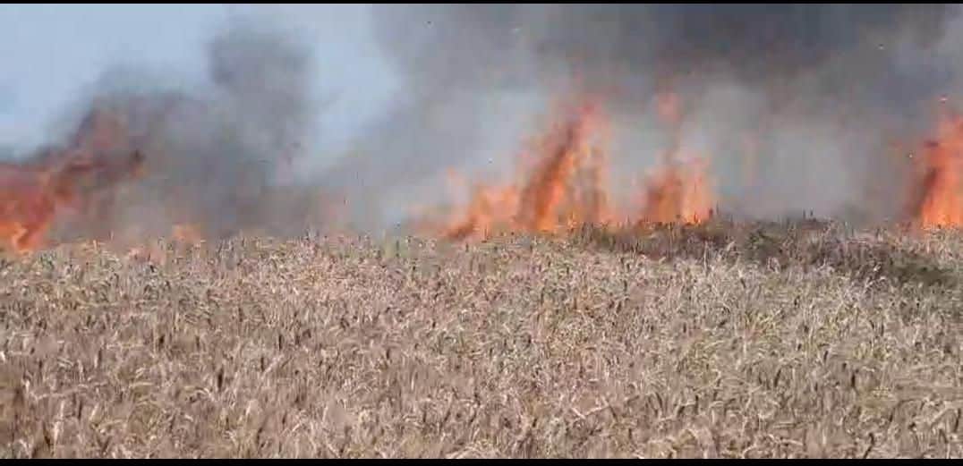 आग से जलती गेहूं की फसल।
