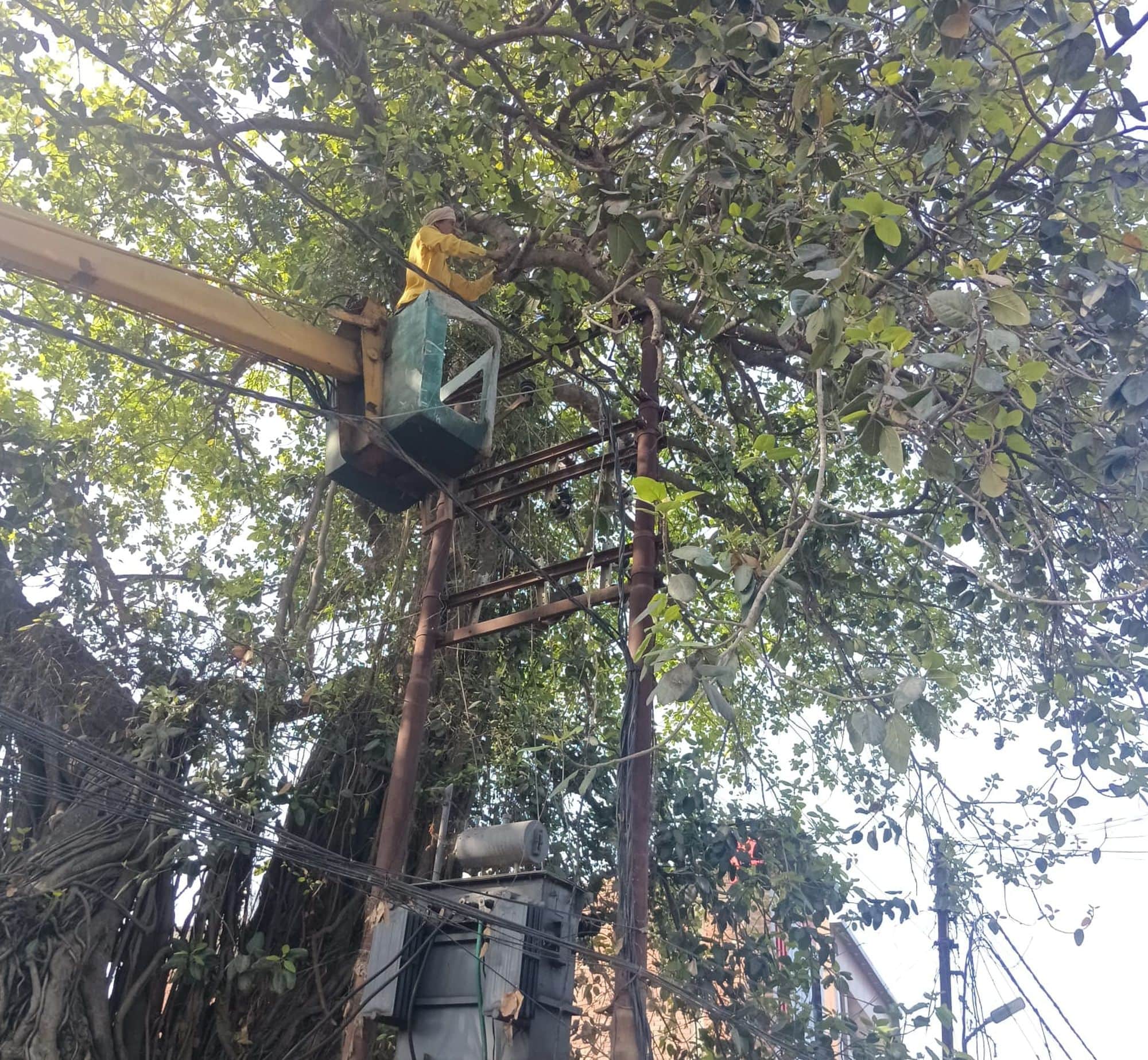 अकबरपुर के पटेलनगर तिराहे के पास बिजली के तार पर लटकी पेड़ की डाल काटता बिजलीकर्मी। संवाद