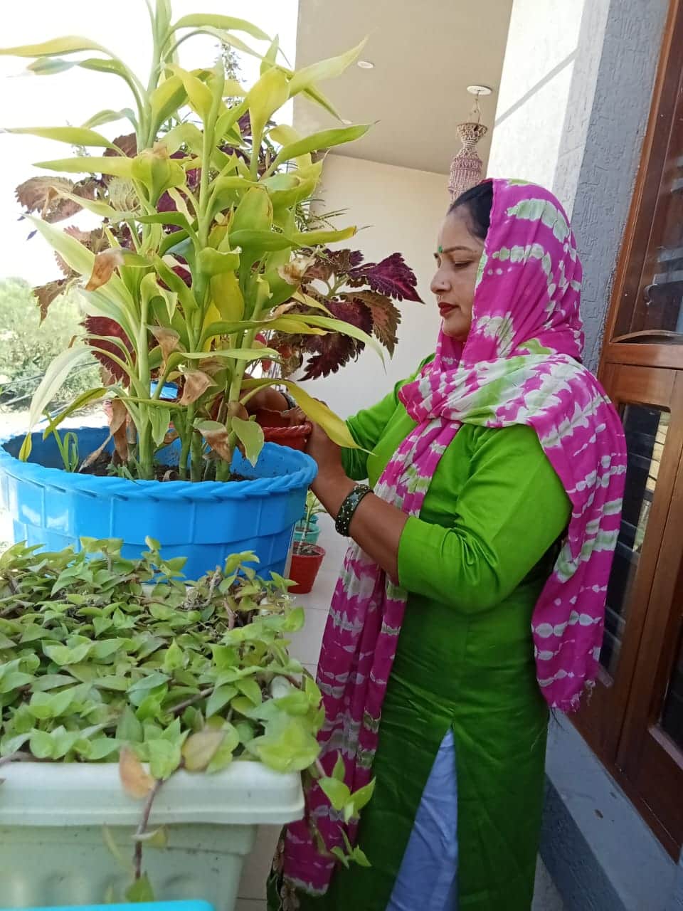 बगिया में लगे पौधों की देखभाल करती महिला सुनीता। संवाद