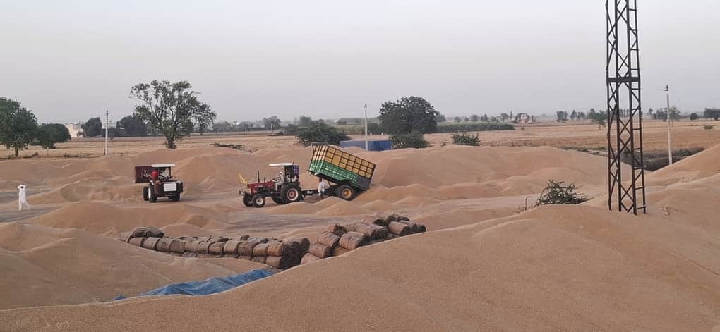 भूना।  गेहूं की खरीद शुरू न होने से गोरखपुर अनाज खरीद केंद्र पर गेहूं के लगे ढेर। स्त्रोत : संव