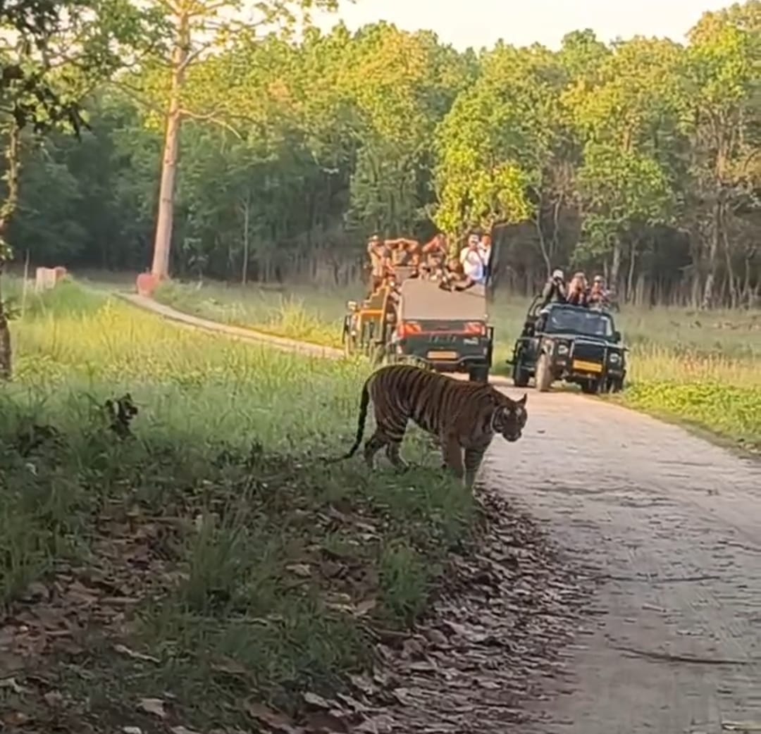 Tiger appears in front of safari vehicles near Chuka entry gate, video goes viral