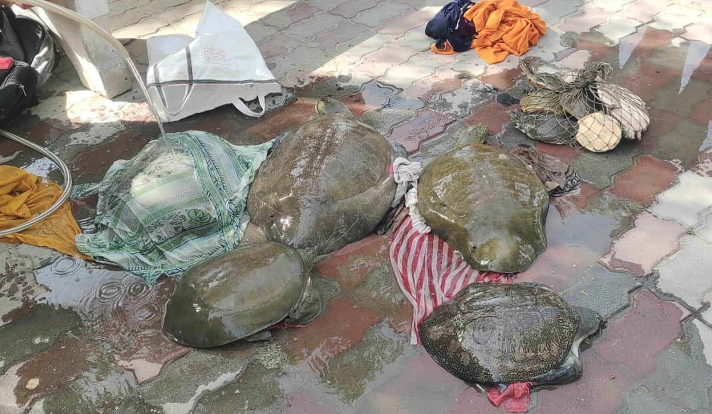 छापे के दौरान बरामद कछ़ुए। स्रोत: स्थानीय नागरिक