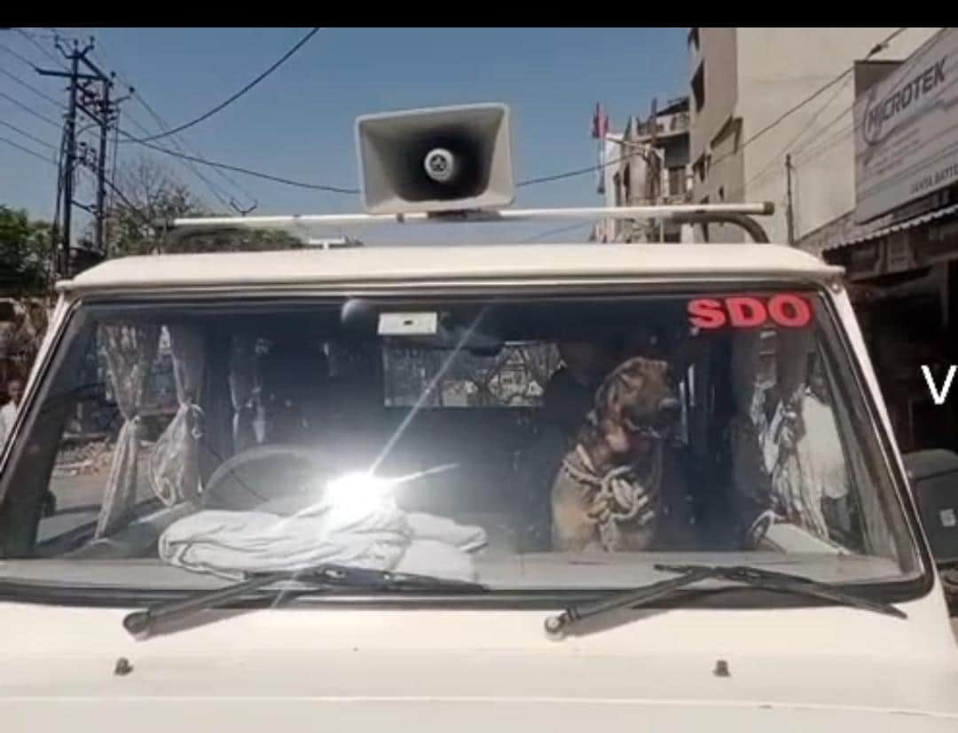 एसडीओ लिखी गाड़ी में घूम रहा कुत्ता। वीडियो ग्रैब