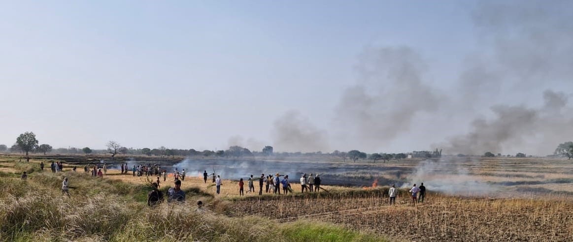Massive fire in Kandavania, 50 bigha wheat crop burnt