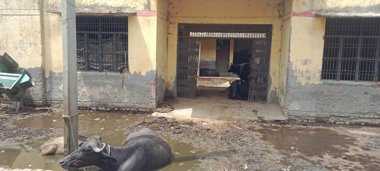 फोटो14गंजडुंडवारा के कादरगंज पुख्ता में उच्च प्राथमिक विद्यालय में बंधे मवेशी । संवाद