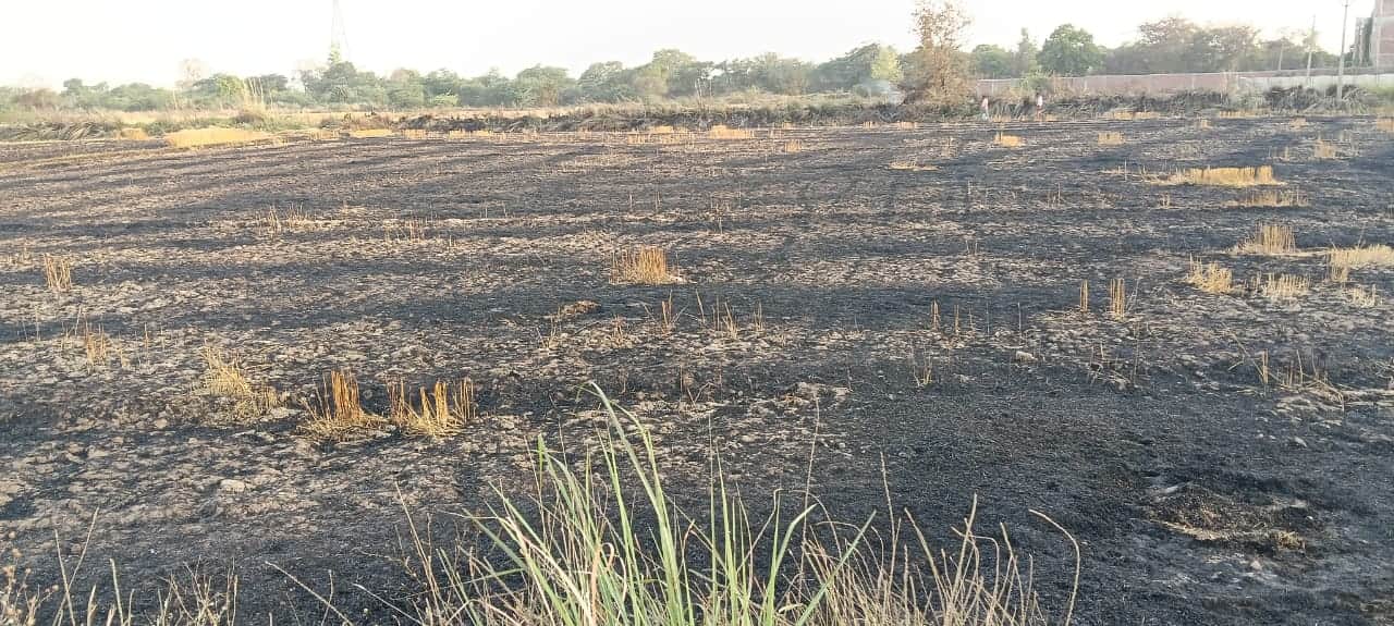 फोटो35 आग लगने से जली गेहूं की फसल। संवाद