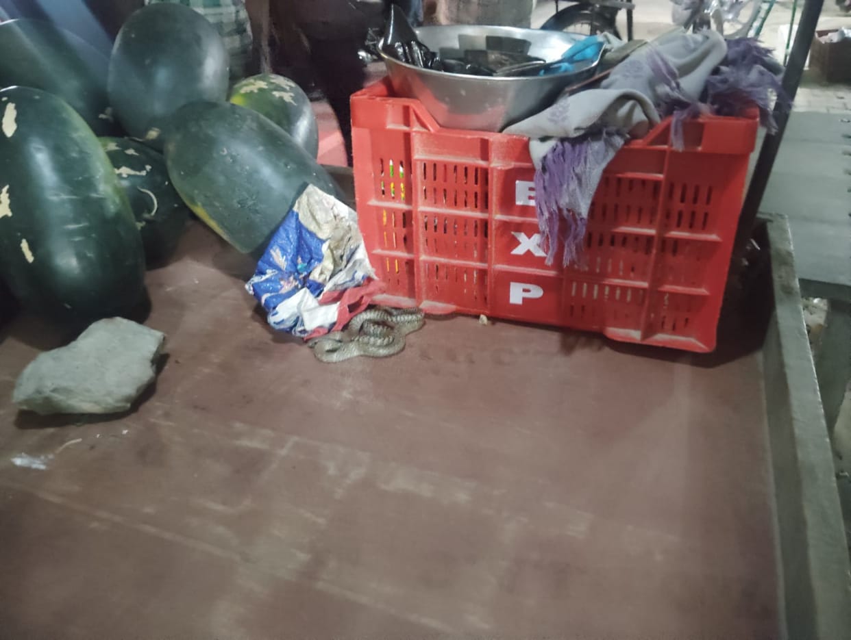 Snake sat on fruit cart all day; woman narrowly escapes.