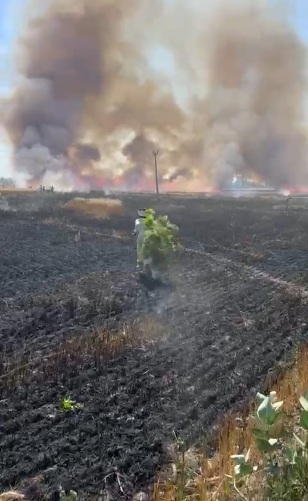 fire in wheat crop in chamal