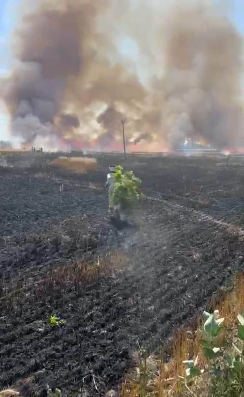 गांव चामल के खेतों में लगी आग बुझाने के लिए पेड़ों की टहनियां तोड़कर भागते हुए किसान। संवाद