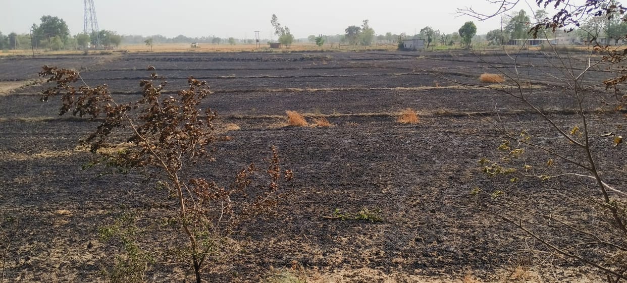50 bigha wheat crop burnt to ashes in Jagdishpur fire