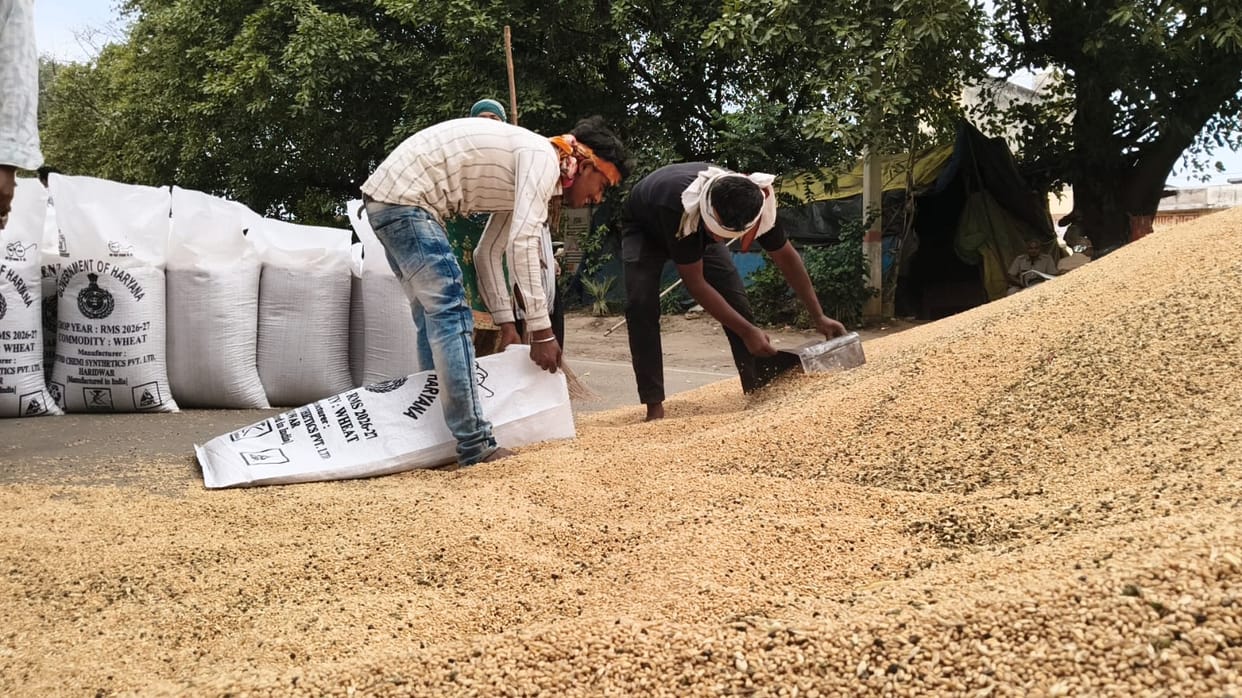 37523 MT of wheat arrived in the mandis and 26033 MT of wheat was purchased.