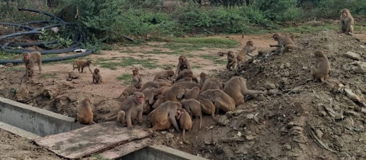 Children and women are troubled by the mischief of monkeys.