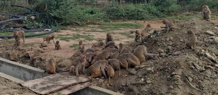 कस्बा निधौली में मौजूद बंदरों का झुंड। संवाद