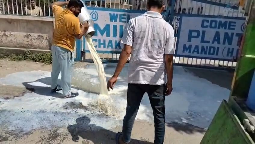 A cattle farmer threw 1200 litres of milk at the gate of a milk plant mandi himachal