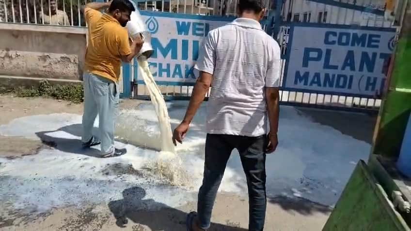 मिल्कफेड के चक्कर प्लांट के बाहर दूध फेंकते हुए पशुपालक। स्त्रोत : वीडियो ग्रैब