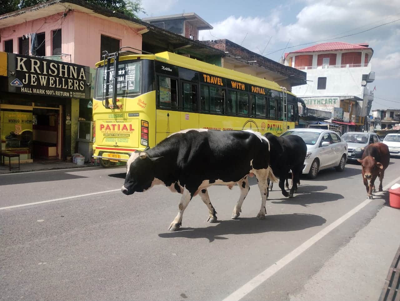 मटौर शिमला सड़क पर डिडवीं के पास सड़क पर लावारिस पशुओं के कारण लगा जाम। संवाद