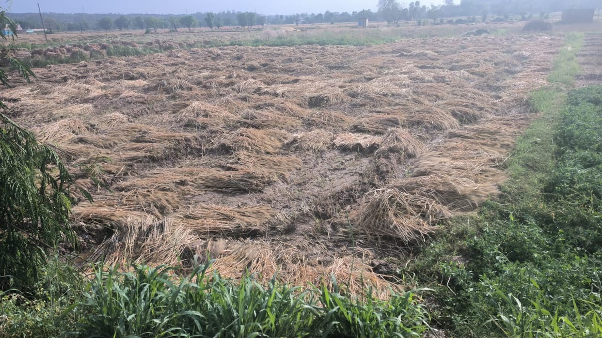 Wheat harvesting picks up pace in BBN, farmers worried due to rising prices of combine and labour