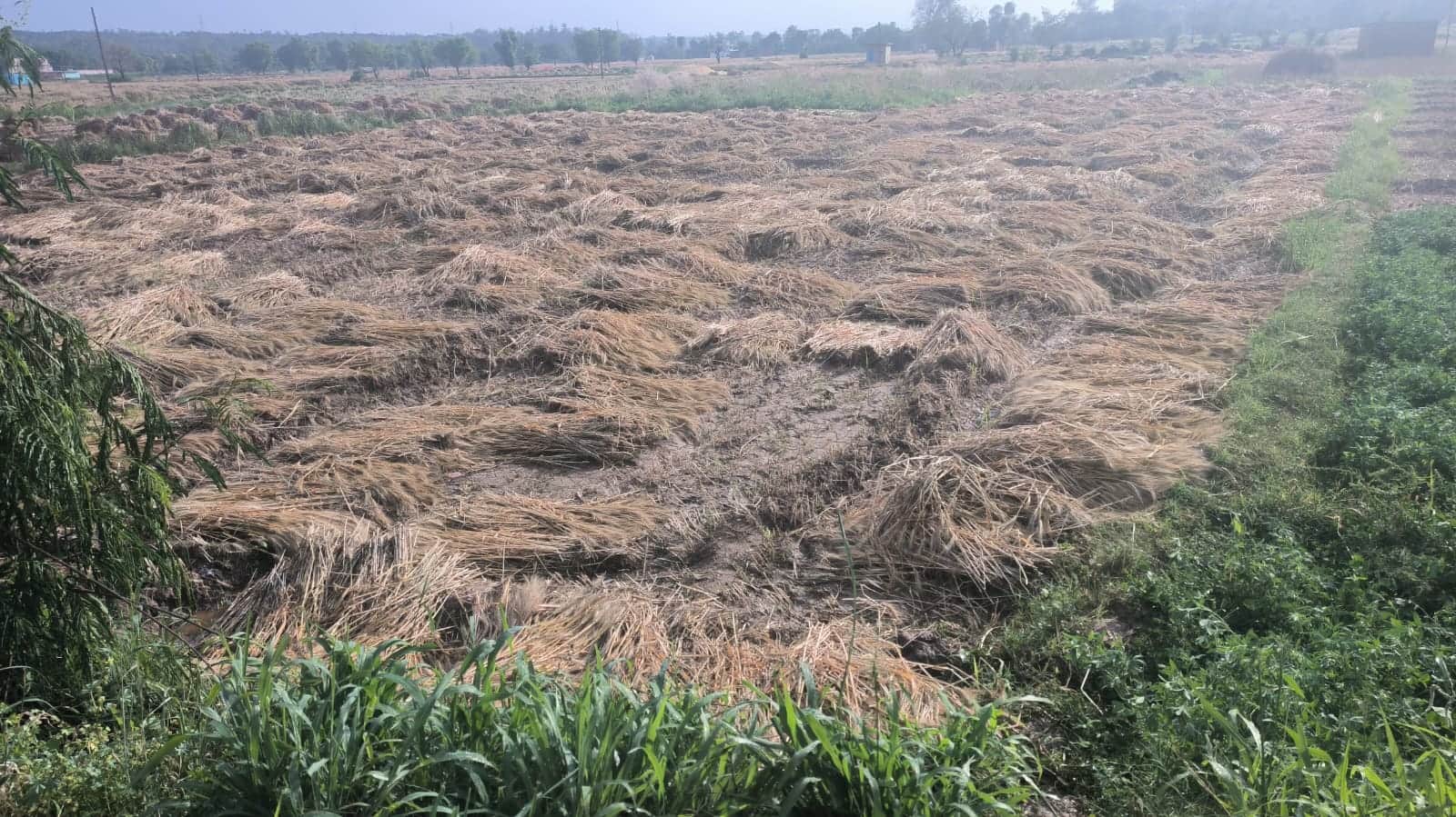 नालागढ़ में किसानो ने गेहूं की कटाई का कार्य शुरू किया- स्रोत- किसान।