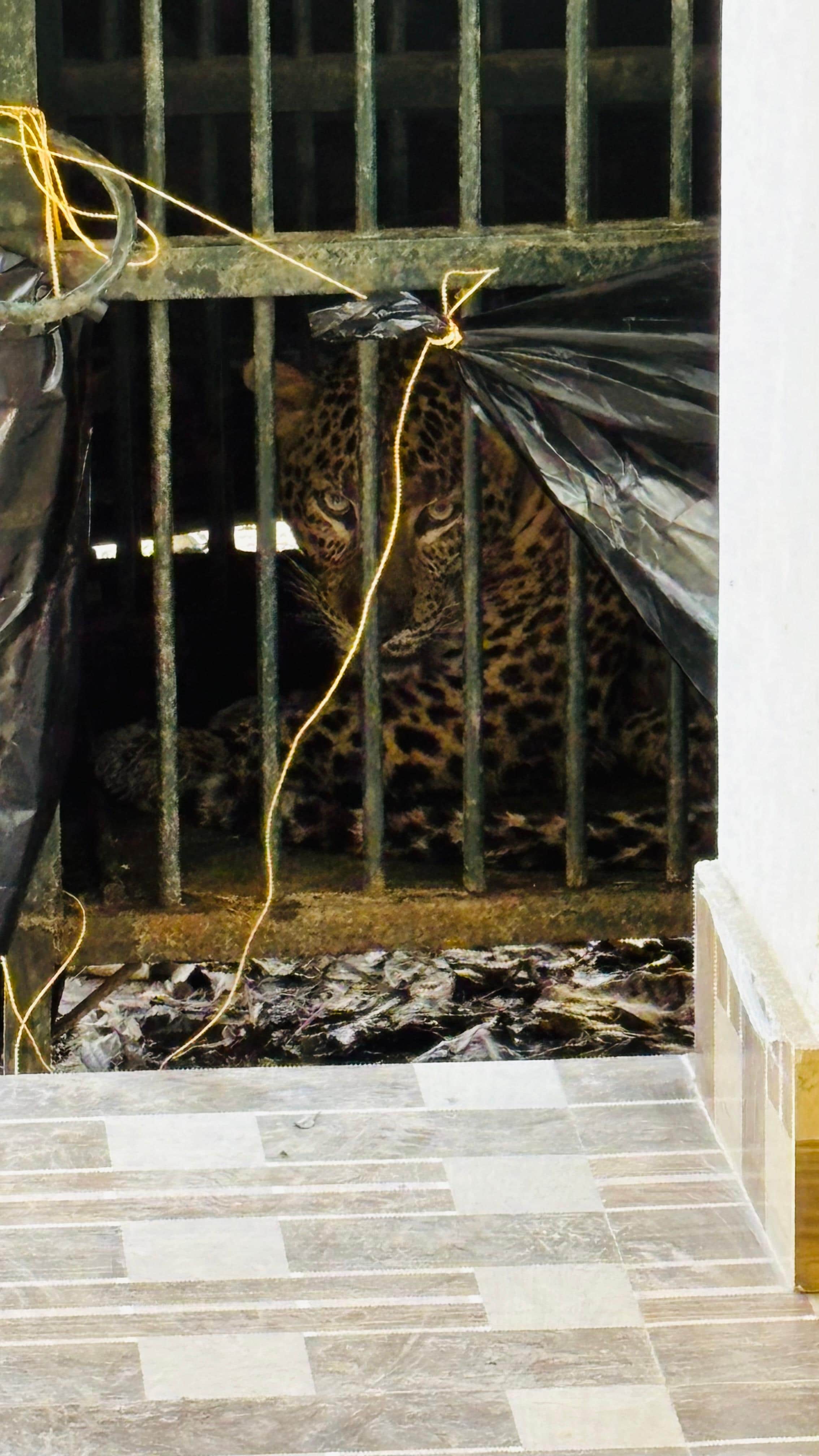 पिंजरे में कैद हुआ खूंखार तेंदुआ। वन विभाग