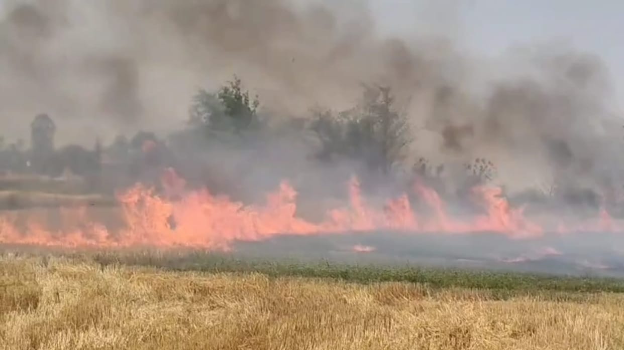 More than 12 bighas of wheat crop was burnt due to the fire.