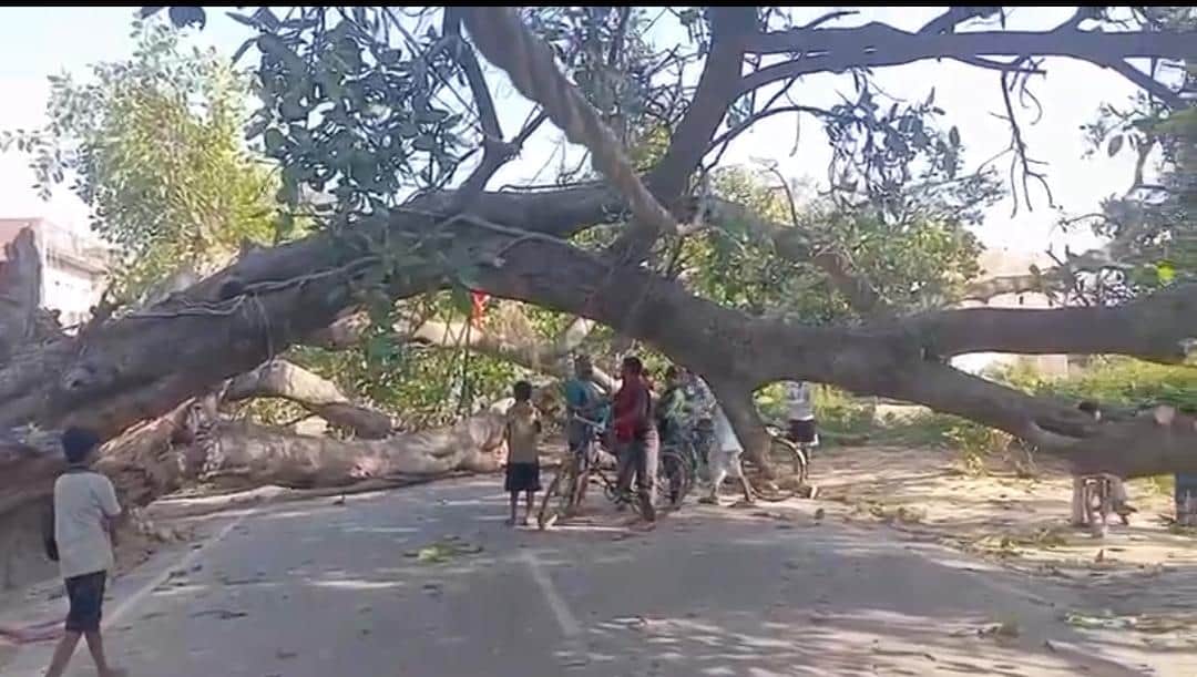 सेमरी मार्ग पर गिरा बरगद का पेड़। - संवाद
