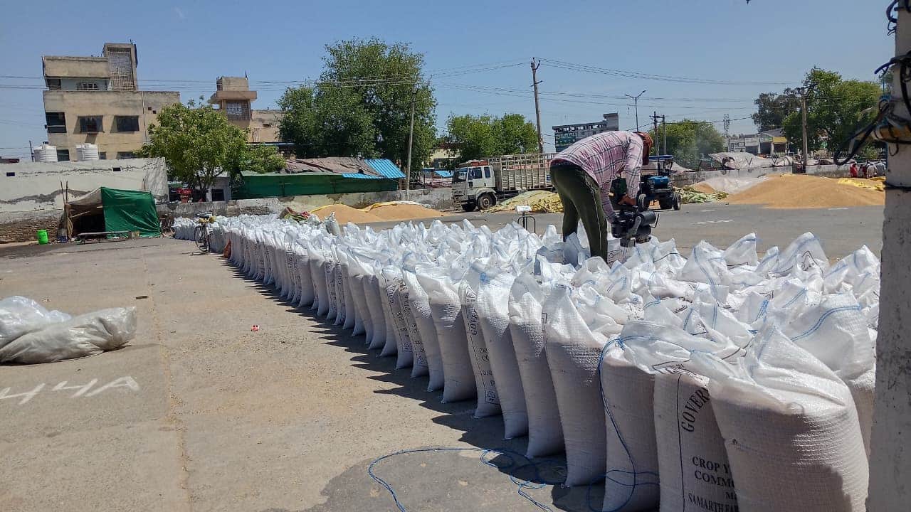 शहर की पुरानी अनाज मंडी में गेहूं से भरे बैगों की सिलाई करता मजदूर। संवाद