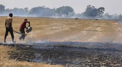 Six bighas of crops burnt to ashes due to fire
