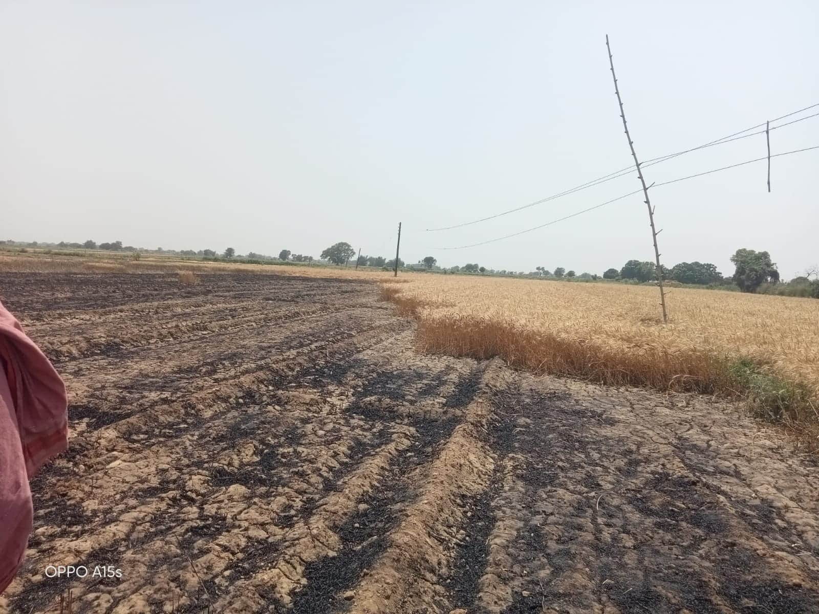 तमलपुरा गांव में जली गेहूं की फसल। संवाद