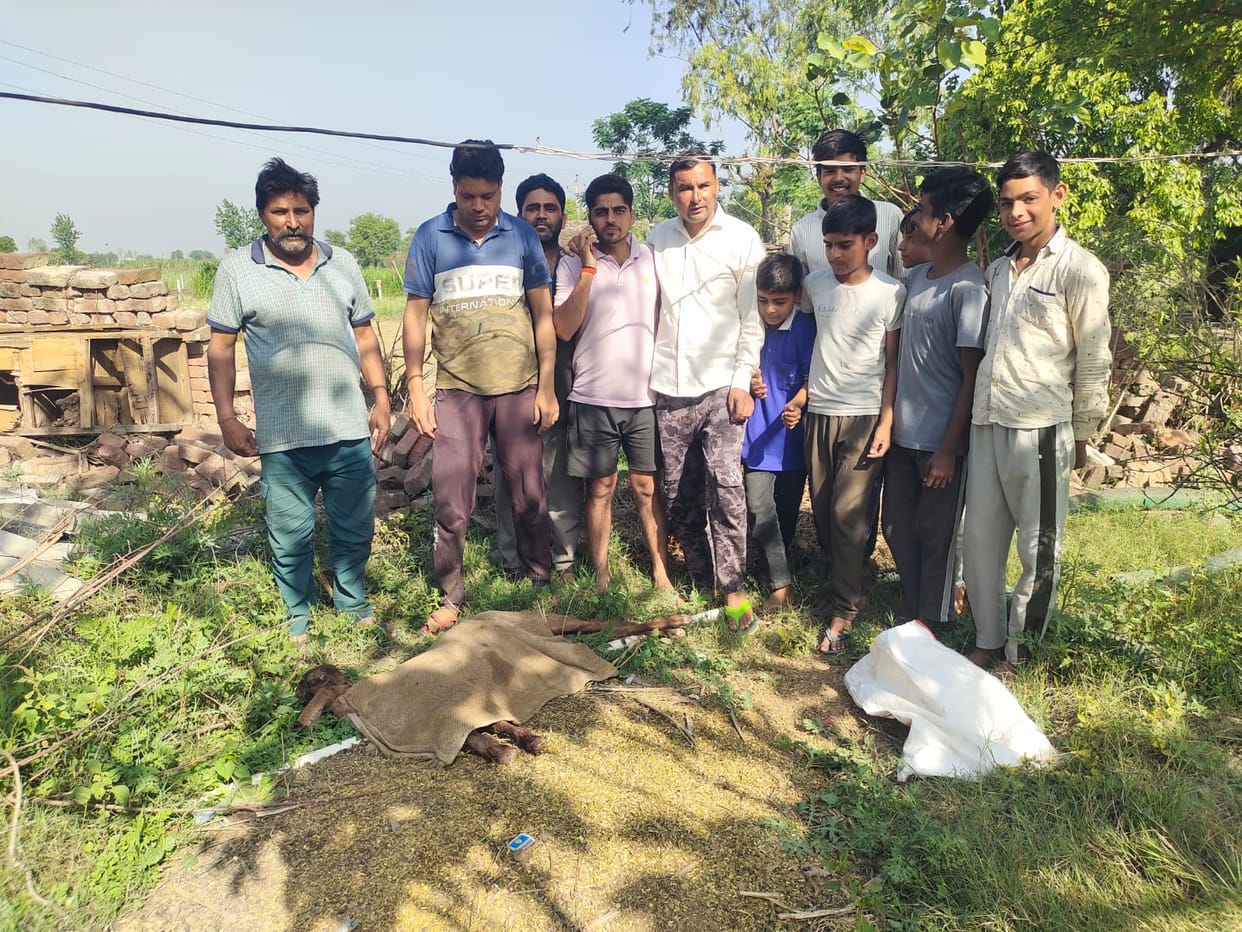Leopard Reaches Jhinjhadpur from Sanauta... Devours a Goat and a Nanny Goat